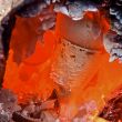 papira_ceplis_012